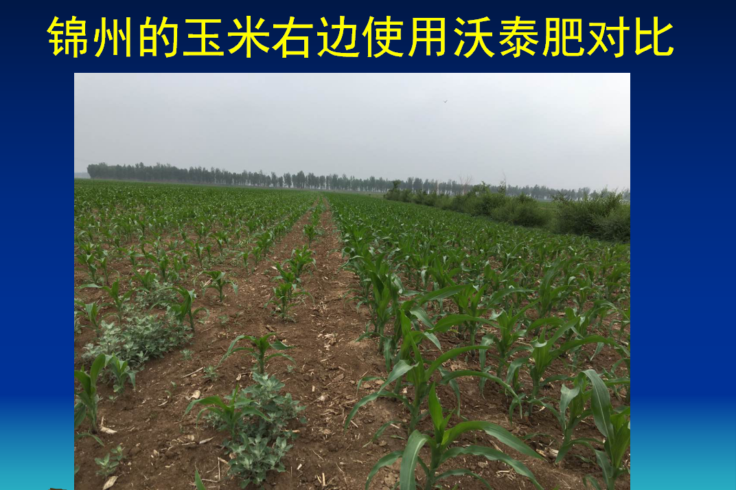 錦州的玉米右邊使用沃泰菌肥對比
