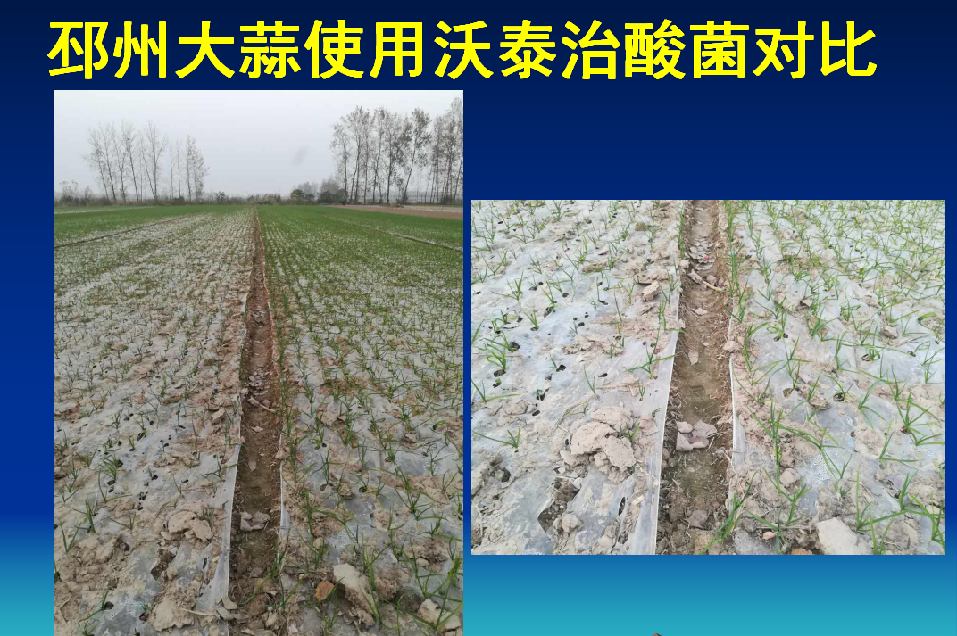 沃泰菌肥在邳州大蒜使用的對比效果