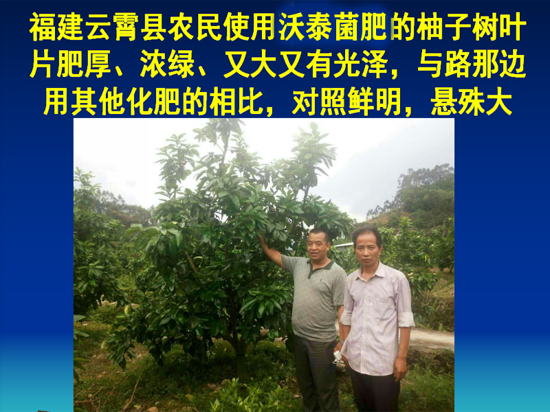 福建云霄縣農民使用沃泰肥的柚子樹對比效果